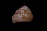 藏品(蝸牛)的圖片